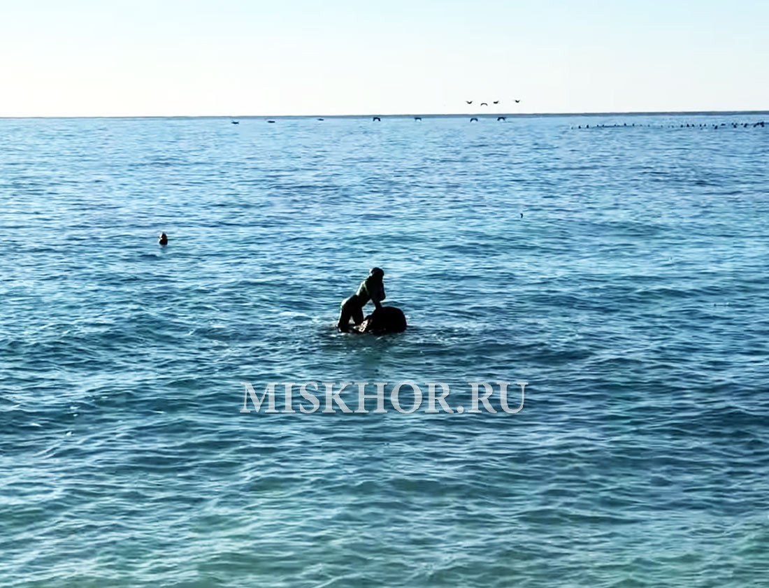 Легендарная "русалка" мисхора, февраль 2026